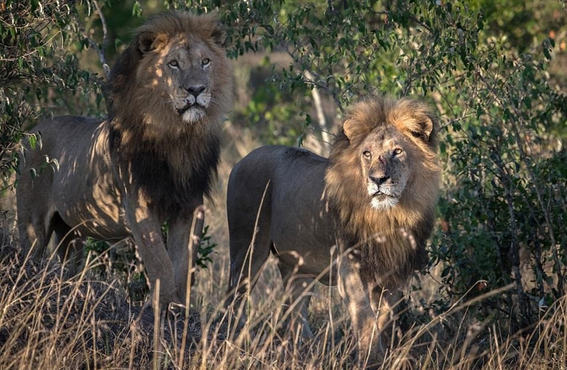 Eşcinsel aslanların ahlakını eşcinsel insanlar bozmuş! - Resim: 4