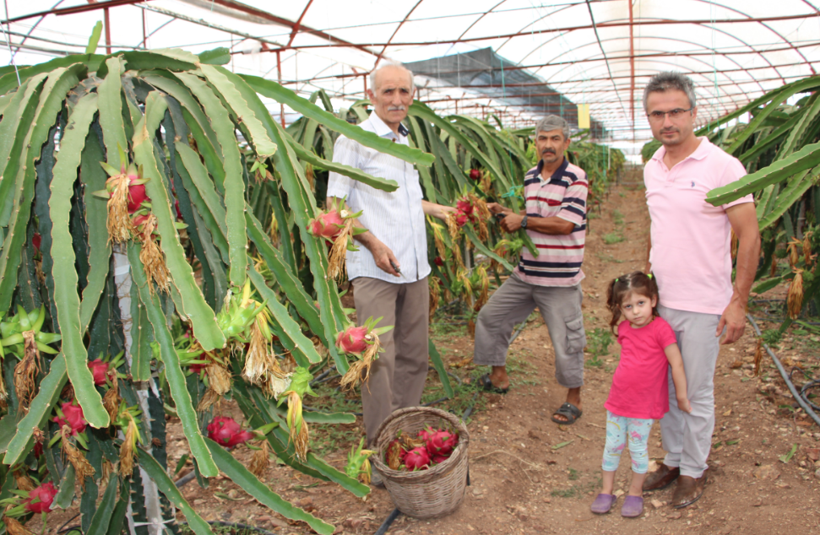 Antalya'da denemek için tarlasına ekti! Tanesini 15 liradan satıyor - Resim: 3