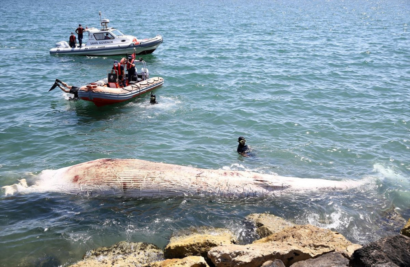 Mersin'de sahile vurdu! Görenler polisi aradı dünyanın ikinci büyük türü - Resim: 1