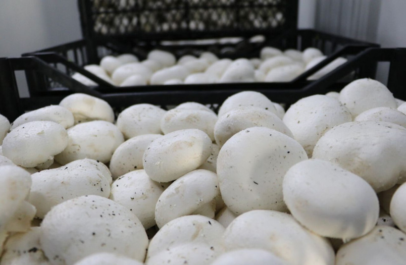 Adana'da ayda 50 ton üretiliyor! Kilosu 20 TL'ye satılıyor: Yılın 365 günü tüketiliyor - Resim: 2