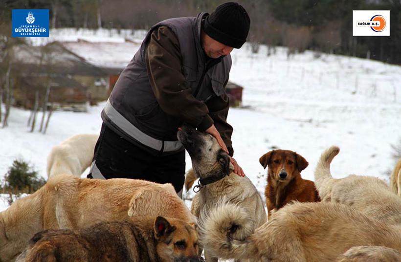 Sahipsiz hayvanlar koruma altında! - Resim: 2