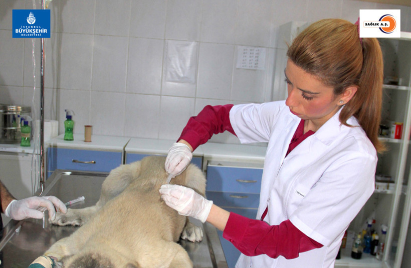 Sahipsiz hayvanlar koruma altında! - Resim: 4