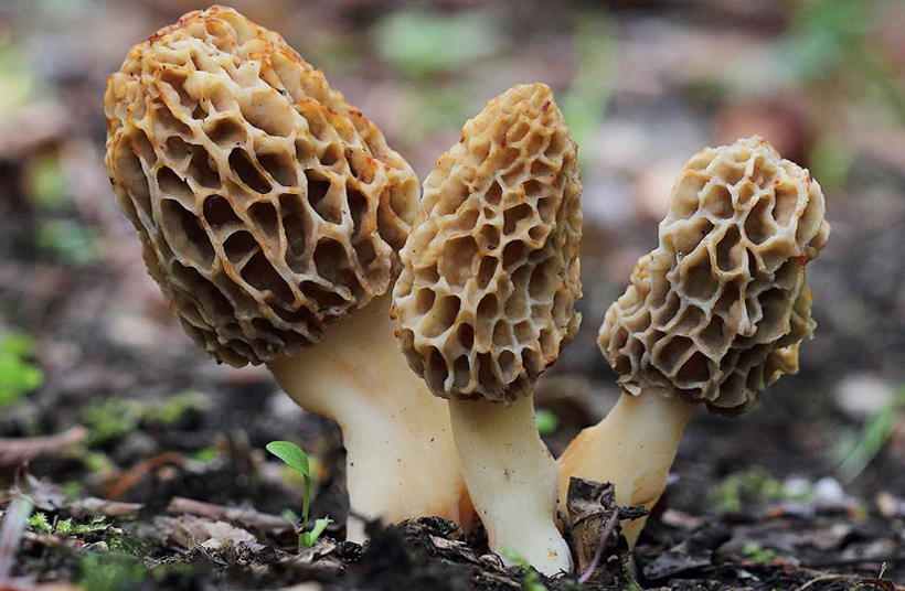 Muğla'da toplanmaya başlandı! Şifa kaynağı kuzugöbeğinin fiyatı dudak uçuklattı - Resim: 4
