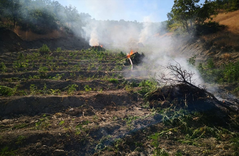 Diyarbakır'da 723 bin 860 kök Hint keneviri ele geçirildi - Resim: 4