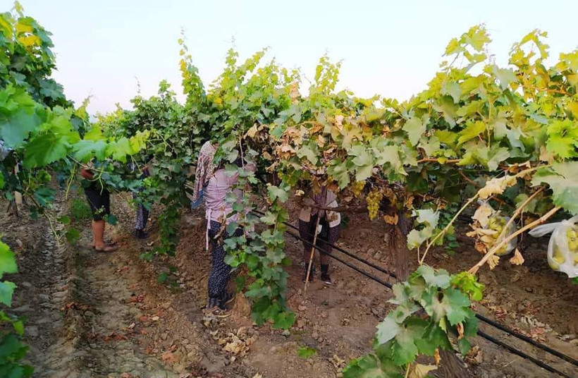 Manisa'da çiftçinin yaptığı konuşuluyor: 4 bin salkımı çöp poşetleriyle kapladı - Resim: 4