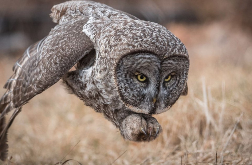 İşte 2017'nin en iyi vahşi yaşam fotoğrafları  - Resim: 3