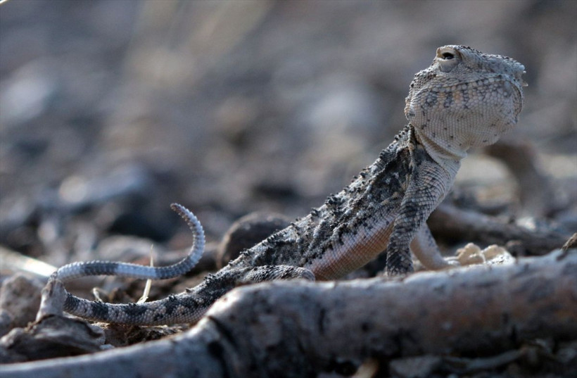 Ağrı Dağı'nın eteklerinde yaşam mücadelesi başladı nesilleri tükenmek üzere - Resim: 3