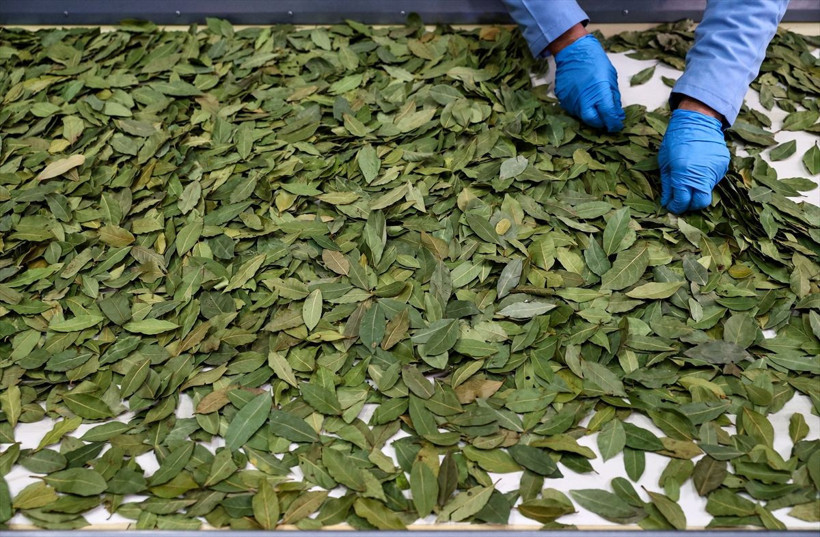 Türkiye'nin baharat ihracatı 200 milyon doları aştı - Resim: 1