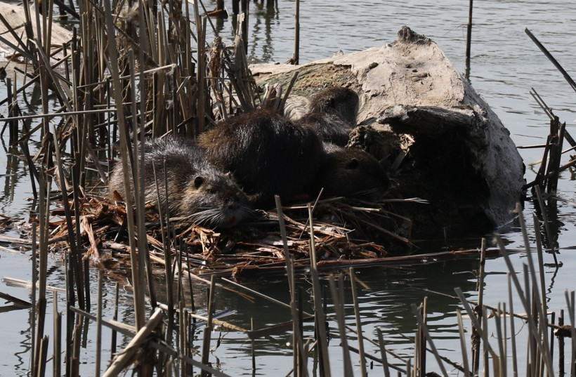 Edirne halkı şaşkın istilacı tür ortaya çıktı 'Böylesine hiç rastlamadık' - Resim: 1