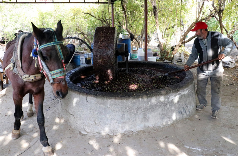 Doğal zeytinyağı nasıl yapılır taş değirmende zeytinlerin ezilmesiyle... - Resim: 1