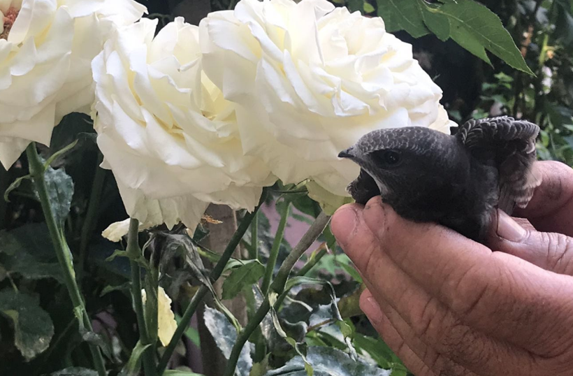 Doğada nadir görülürken Isparta'da ortaya çıktı! Bu canlının hikayesi çok ilginç - Resim: 2