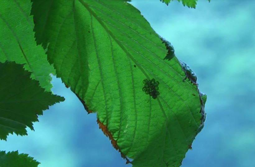 Karadeniz Bölgesi'ni istila ediyor görüldüğü yerde yok edilmesi söyleniyor - Resim: 4