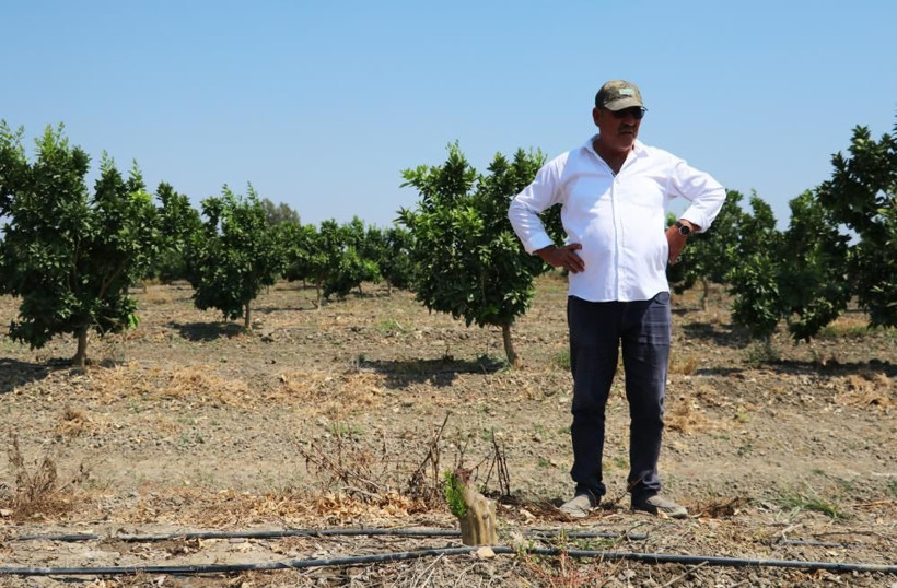 Adana'da narenciye bahçesine giren adam şok oldu! 'Milli servet'i baltayla kestiler - Resim: 1