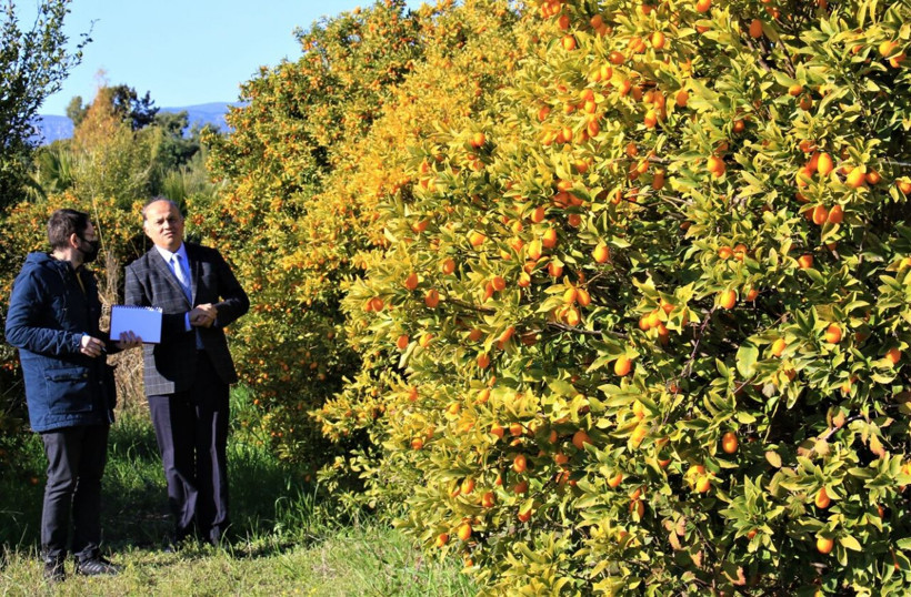 Kilosu 25 TL'ye satılıyor! İtalya'dan sipariş yağdı: Mersin'de iki türü geliştirildi kabuklu tüketiliyor - Resim: 4