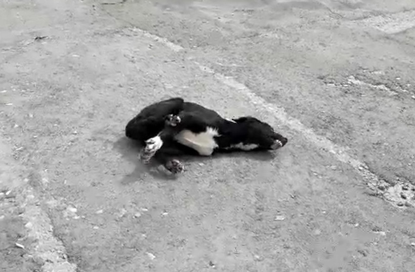 Yaşananları gözyaşları içinde anlattı: 'Bunlar insanlık suçu!' - Resim: 2