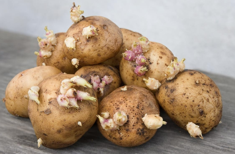 Patateslerinize dikkat edin eğer böyleyse ölümcül olabilir - Resim: 2