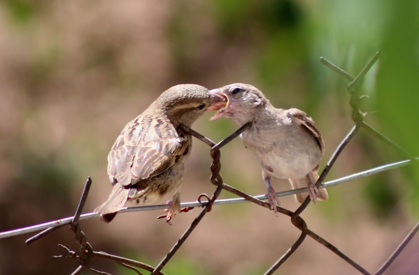Anne serçenin yavrusunu beslediği görüntüler yürekleri ısıttı - Resim: 1