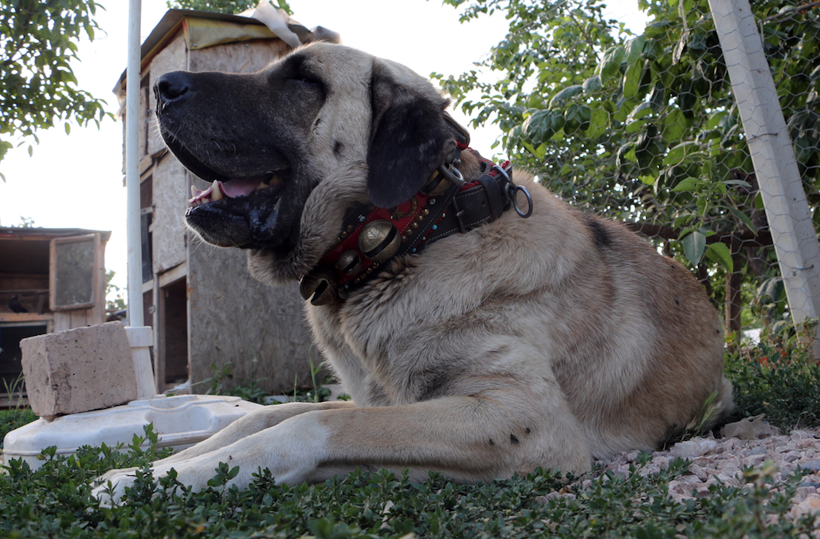 Köpeğin yavruları daha doğmadan satılığa çıktı! Bir köpeğe 20 bin liralık teklif yapan bile var - Resim: 1