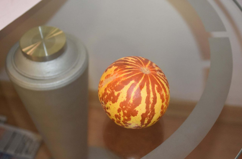 Bu kavunu kimse yemek için almıyor tanesi iki lira ama kokusu muazzam - Resim: 1