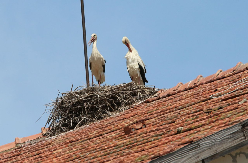 Bu evi gören durup fotoğraf çekiyor Samsun'da leylekler koloni kurdu - Resim: 2