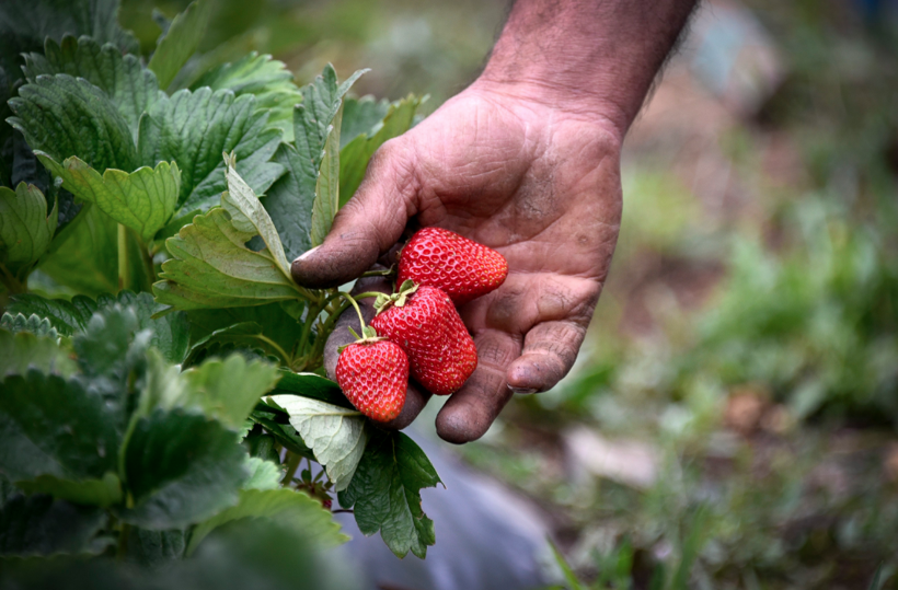 Gümüşhane'de bir çiftçi türküyle yetişen çileklerle para kırıyor - Resim: 1