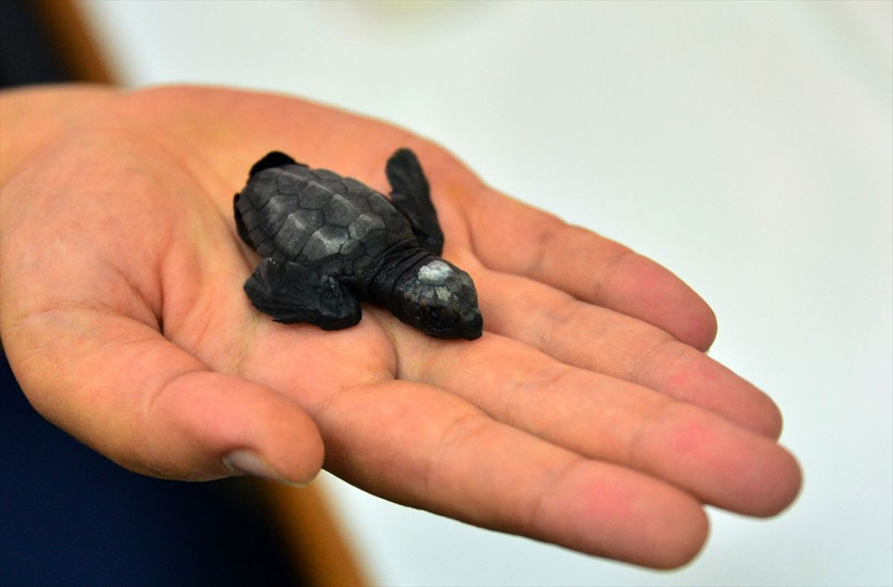 Çanakkale'de heyecanlandıran keşif! Marmara'da ilk kez caretta caretta yuvası ve yavruları görüldü - Resim: 1