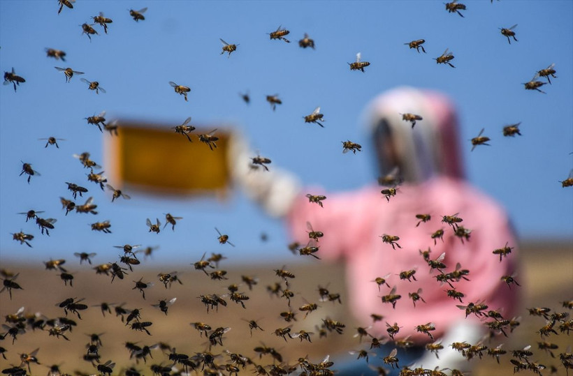 Dünyayı onlar kurtaracak! İşte Ordu'da yetiştirilen "Bombus" arıları! - Resim: 4