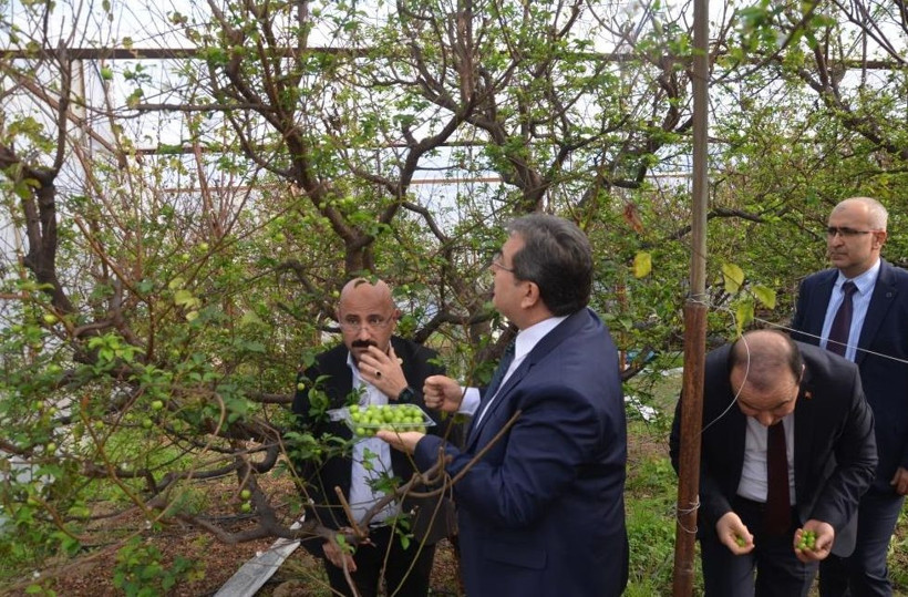 Kilosu 150 dolardan ihracata gönderilecek - Resim: 3