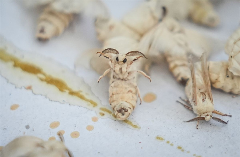 Dünyada sadece 7 tane var biri Bursa'da! Bu böcekler 1500 metre ip yapabiliyor - Resim: 1