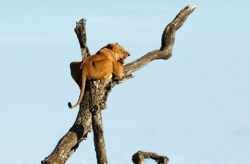 Aslan korkudan ağaca çıktı! - Resim: 4