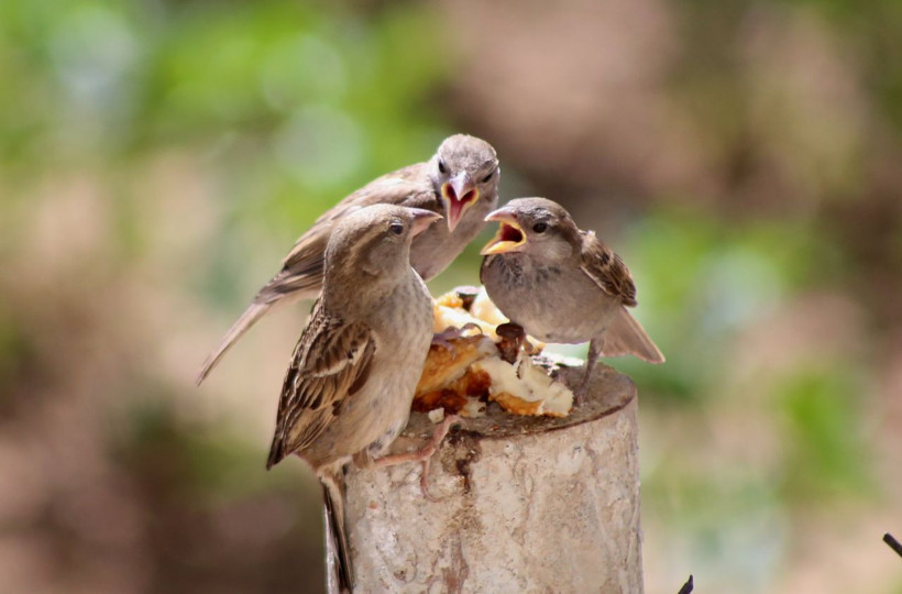Anne serçenin yavrusunu beslediği görüntüler yürekleri ısıttı - Resim: 2