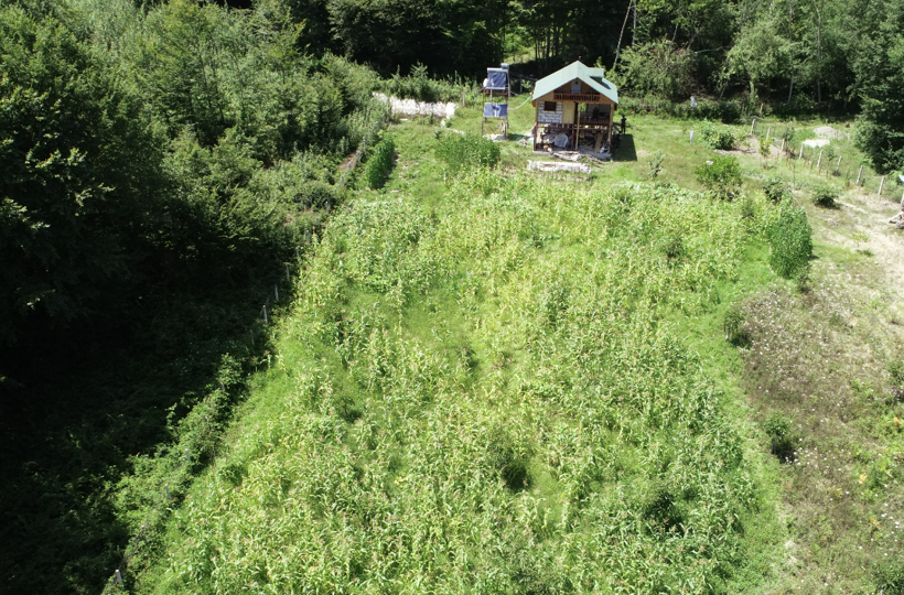 Astsubaylık yapıyordu! İşi bıraktı yerli tohumları topladı bunu yapıyor - Resim: 4