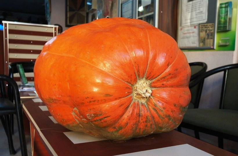 Dev bal kabağı Sarıgöl'de yetişiyor! Tam 60 kilogram geliyor - Resim: 1