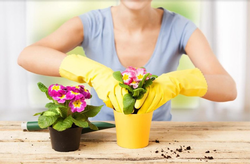 Kış çiçek bakımında dikkat etmeniz gerekenler üstlerini örtün! - Resim: 3