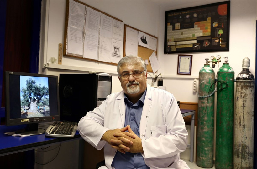 3 bin yıllık ağacın "sır" yaşını ortaya çıkardılar! Yağının kilosunu 100 bin liradan sattılar - Resim: 2