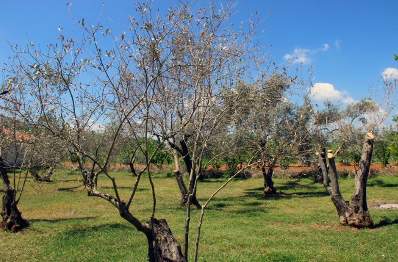 Zeytin ağaçlarında korkutan gelişme zeytinciliğe darbe olur - Resim: 3