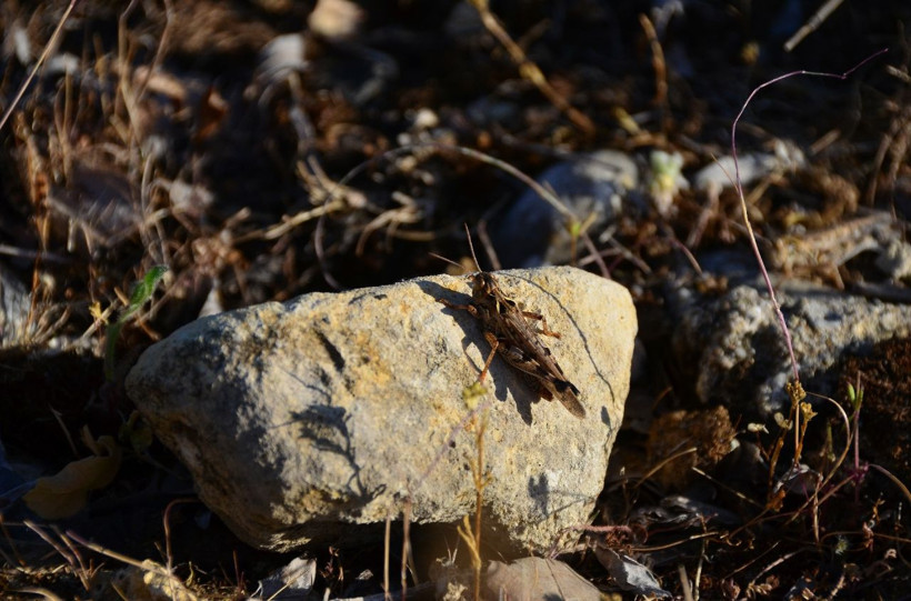 Osmaniye alarmda! Çiftçilerin korkulu rüyası çekirgeler tarım arazilerini istila etti - Resim: 1