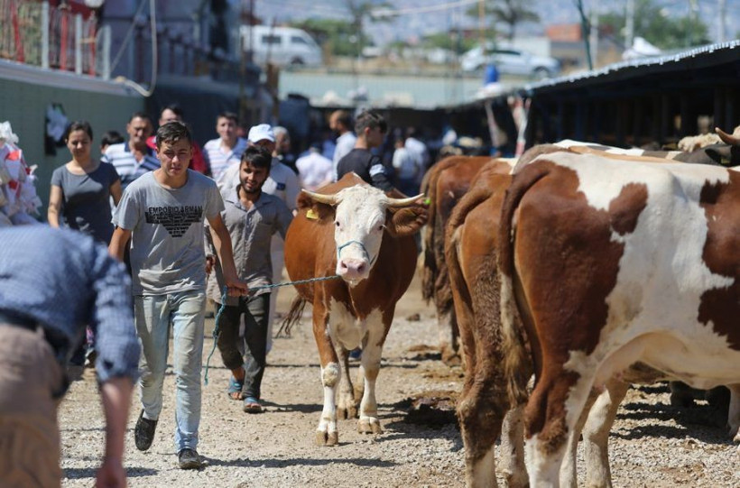 Pazarlar kuruldu, satışlar başladı! Kurbanlık alırken nelere dikkat edilmeli? - Resim: 3
