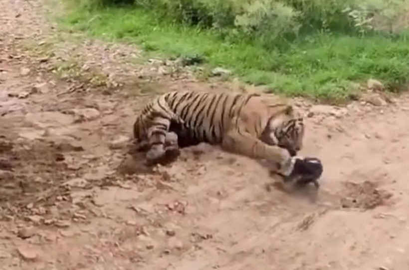 Sen misin kaplana kafa tutan! Köpeğin acı sonu... - Resim: 2