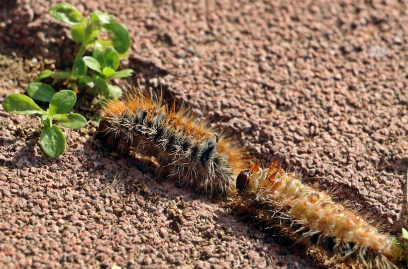 Antalya'da evinin bahçesindeki tırtılları süpüren kadın hastanelik oldu: Yüzüm alev topu gibi oldu - Resim: 1