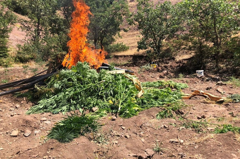 Diyarbakır'da 723 bin 860 kök Hint keneviri ele geçirildi - Resim: 1