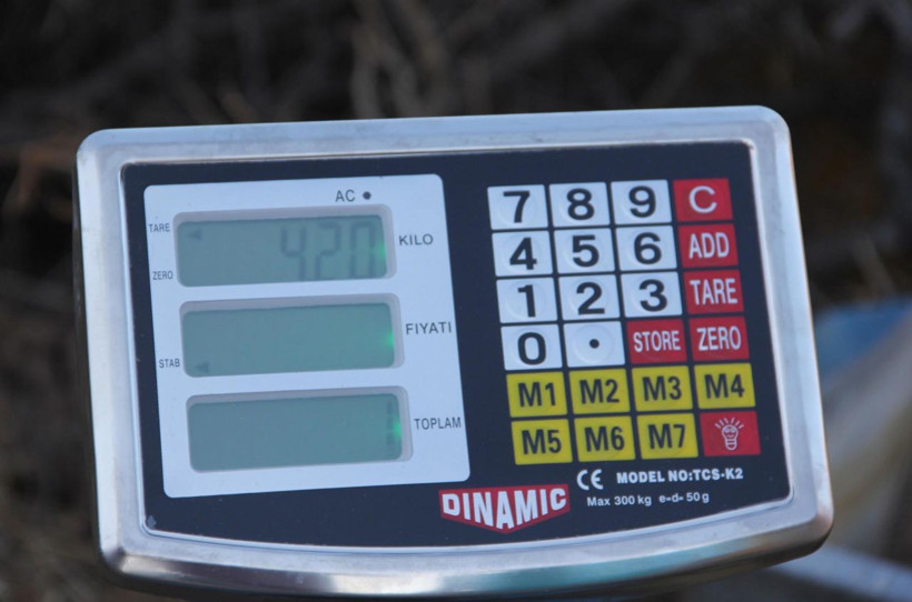 İzmir'de doğan 'Kömür' isimli cüce buzağı görenleri şaşırtıyor! - Resim: 3