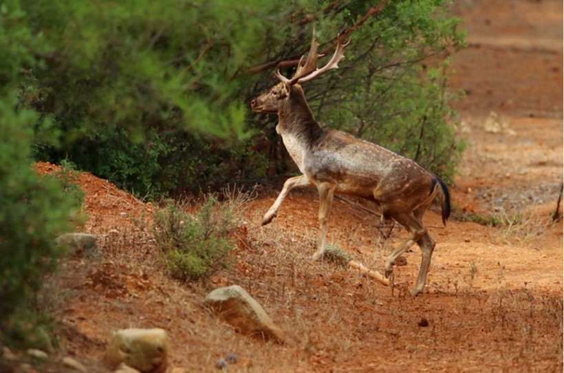 Antalyalı vatandaşlara önemli uyarı bölgeden uzak durulması isteniyor! - Resim: 2