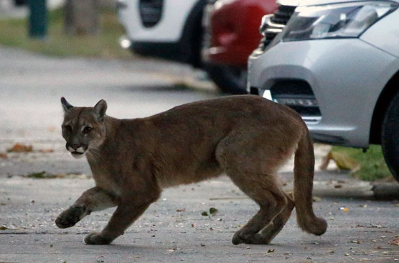 Karantina manzaraları yaban hayvanları şehre indi! - Resim: 2