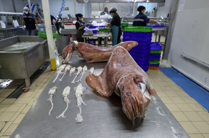 İzmir'de balıkçıların ağına takıldı! Önce korktular sonra şaşkınlık yaşadılar - Resim: 1