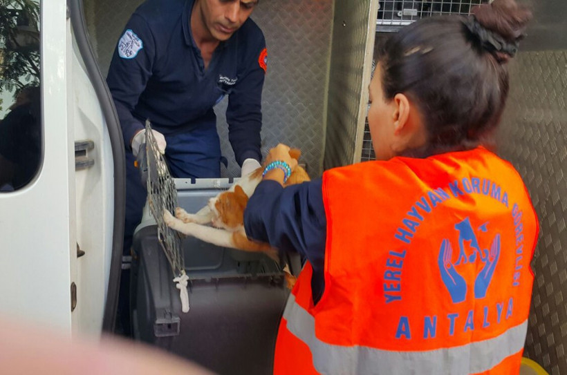 Antalya'da kedileri tavuk eti ile zehirlediler - Resim: 1