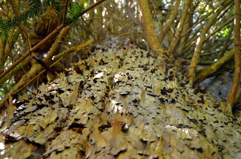 4 bin 114 yaşındaki ağaca doğum günü pastası - Resim: 2