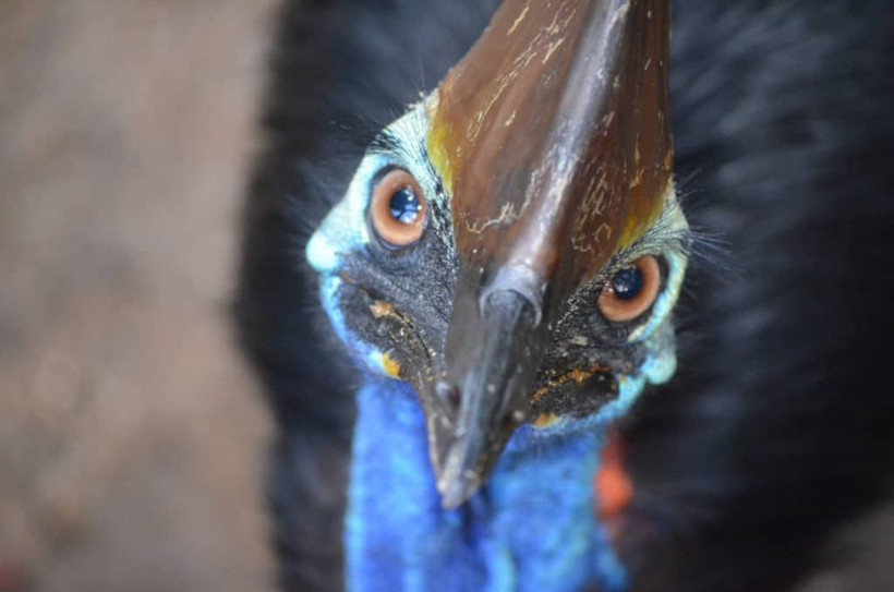 ABD egzotik kuş Cassowary sahibini öldürdü - Resim: 4