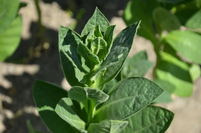 Ege'de hasat başladı ama sıcaklıklar tütünün kalitesini ve verimini olumsuz etkiledi - Resim: 3