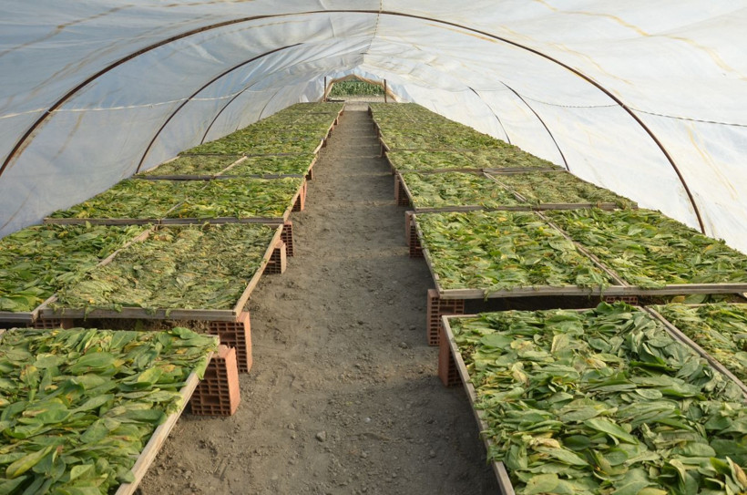 Ege'de hasat başladı ama sıcaklıklar tütünün kalitesini ve verimini olumsuz etkiledi - Resim: 4